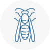 Wirral Wasp Nest Removal